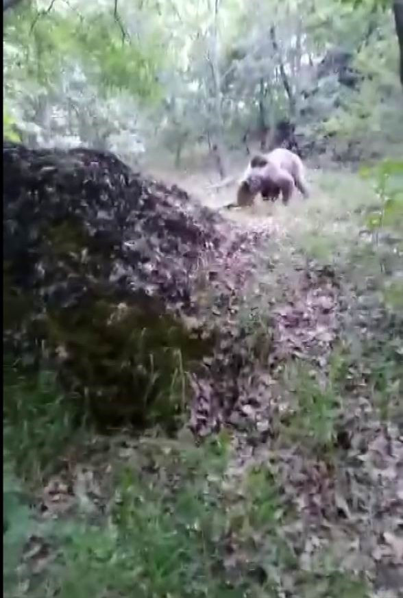 Foto - Ormandaki dev yaratığa ilginç karşılama! Şaşkına çevirdi