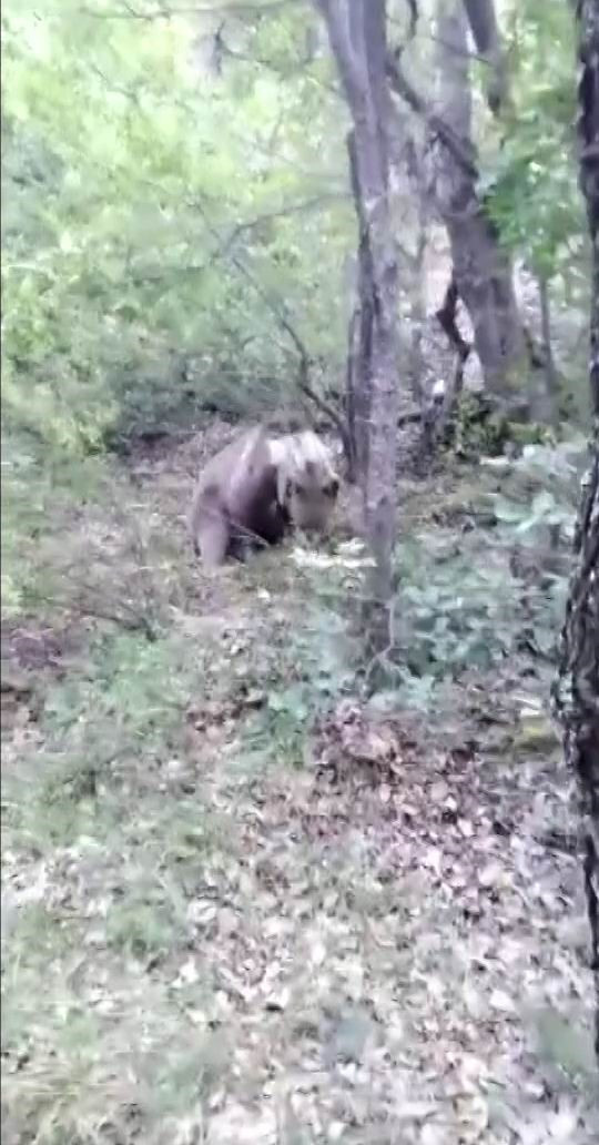 Foto - Ormandaki dev yaratığa ilginç karşılama! Şaşkına çevirdi