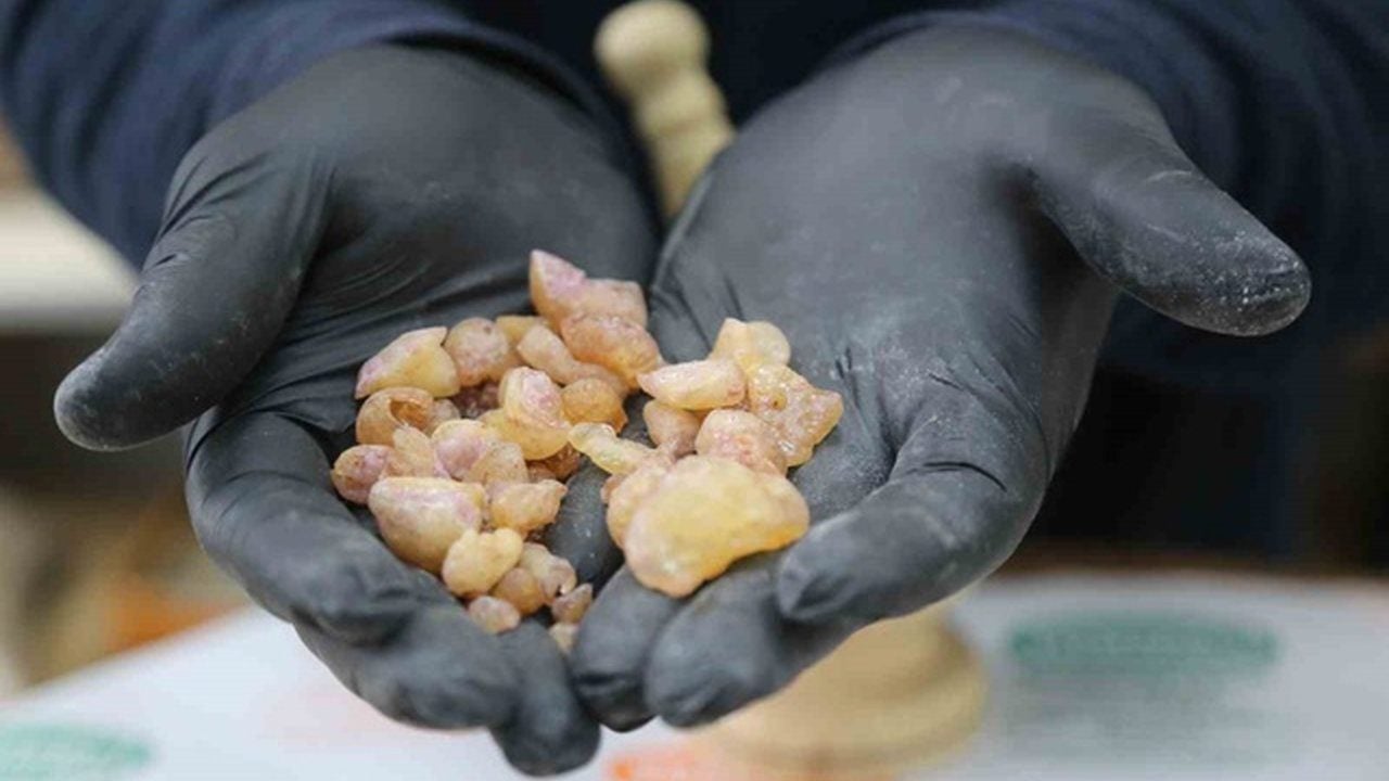 Ormandan bedava toplanıyor! Kilosu tam 10 bin liradan kapış kapış gidiyor