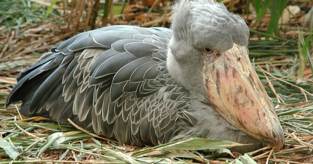 Foto - Ormanın devasa yaratığı ortaya çıktı! Timsahlar ondan arkalarına bakmadan kaçıyor! Çok ama çok şaşıracaksınız