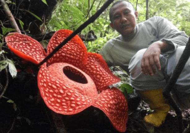 Foto - Ormanın en derininde bulundu! Bütün dünya şaşırıp kaldı