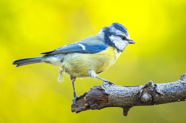 Foto - Ormanın küçük sakinleri