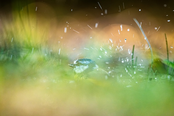 Foto - Ormanın küçük sakinleri