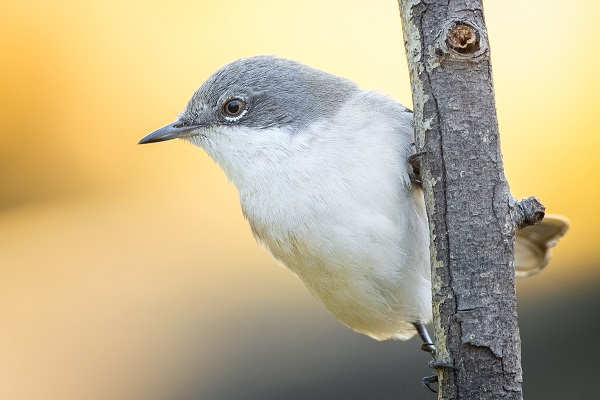 Foto - Ormanın küçük sakinleri