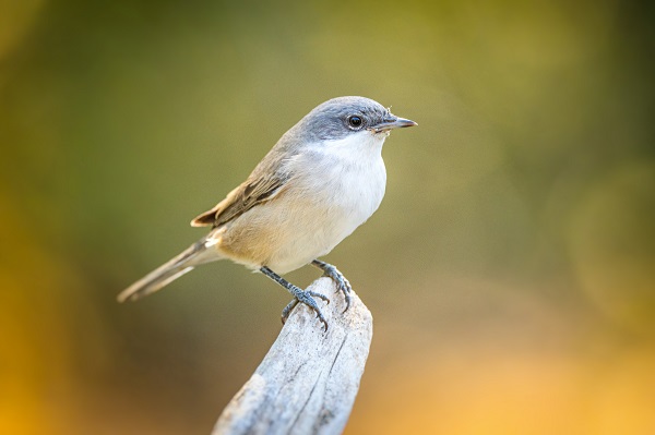 Foto - Ormanın küçük sakinleri