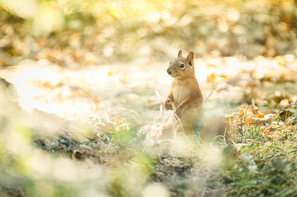 Foto - Ormanın küçük sakinleri