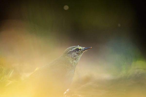 Foto - Ormanın küçük sakinleri