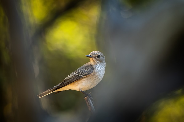 Foto - Ormanın küçük sakinleri