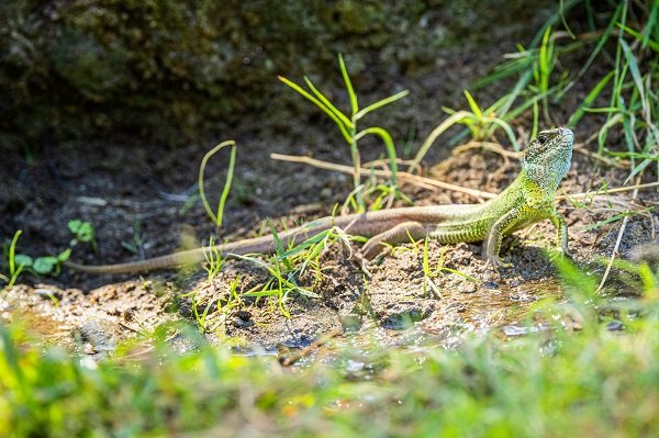 Foto - Ormanın küçük sakinleri
