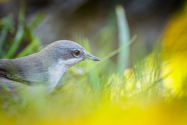 Foto - Ormanın küçük sakinleri
