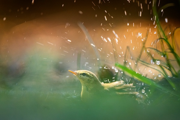 Foto - Ormanın küçük sakinleri