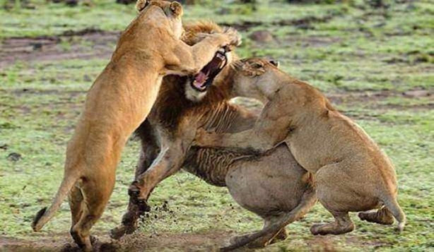 Foto - Ormanlar kralı aslanın zor anları!