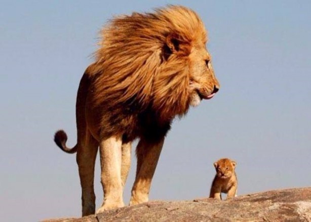 Foto - Ormanlar kralını ilk defa böyle göreceksiniz!