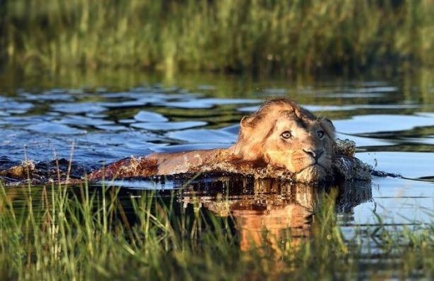 Foto - Ormanlar kralını ilk defa böyle göreceksiniz!