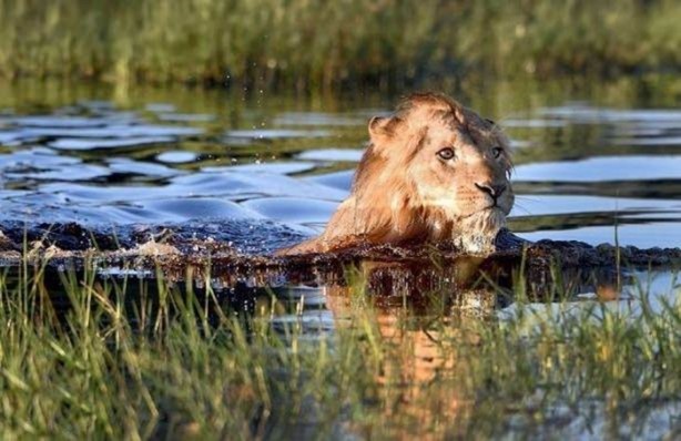 Foto - Ormanlar kralını ilk defa böyle göreceksiniz!