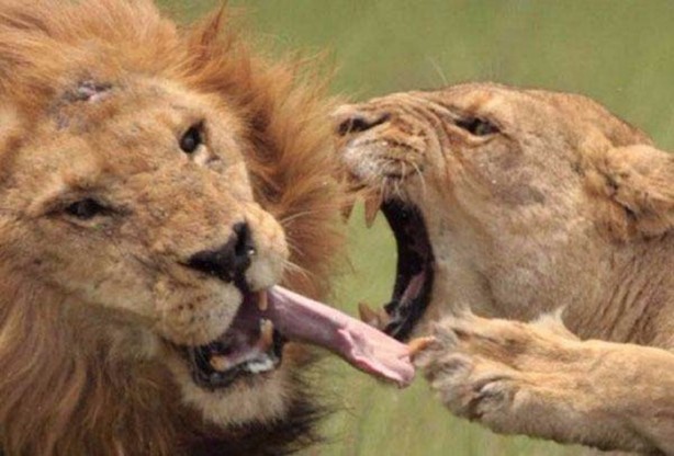 Foto - Ormanlar kralını ilk defa böyle göreceksiniz!