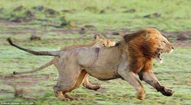 Foto - Ormanlar kralını ilk defa böyle göreceksiniz!