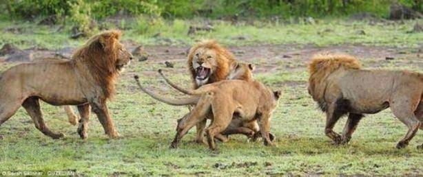 Foto - Ormanlar kralını ilk defa böyle göreceksiniz!