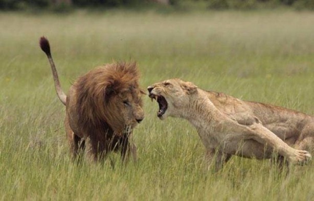Foto - Ormanlar kralını ilk defa böyle göreceksiniz!