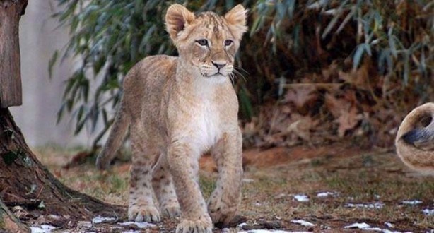 Foto - Ormanlar kralını ilk defa böyle göreceksiniz!