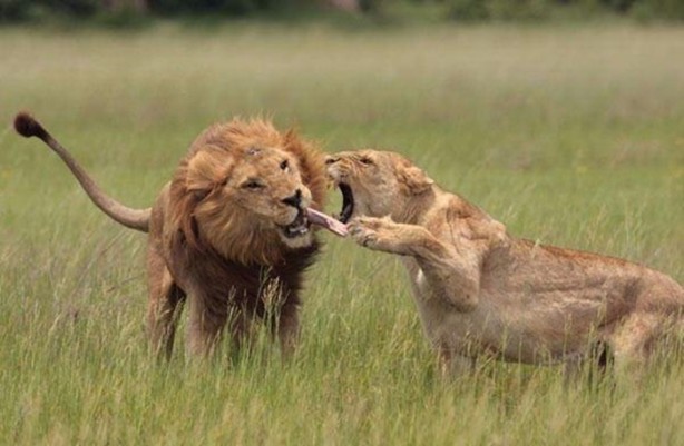 Foto - Ormanlar kralını ilk defa böyle göreceksiniz!