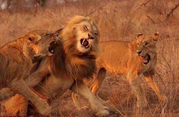 Foto - Ormanlar kralını ilk defa böyle göreceksiniz!