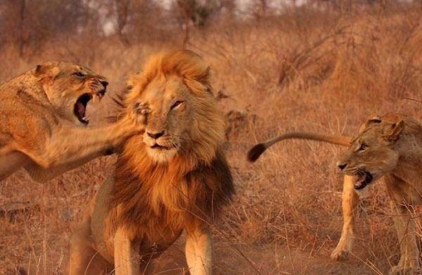 Foto - Ormanlar kralını ilk defa böyle göreceksiniz!