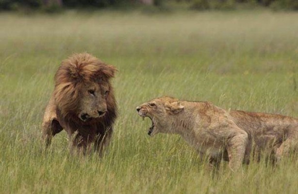 Foto - Ormanlar kralını ilk defa böyle göreceksiniz!