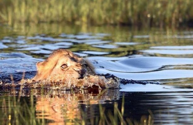 Foto - Ormanlar kralını ilk defa böyle göreceksiniz!