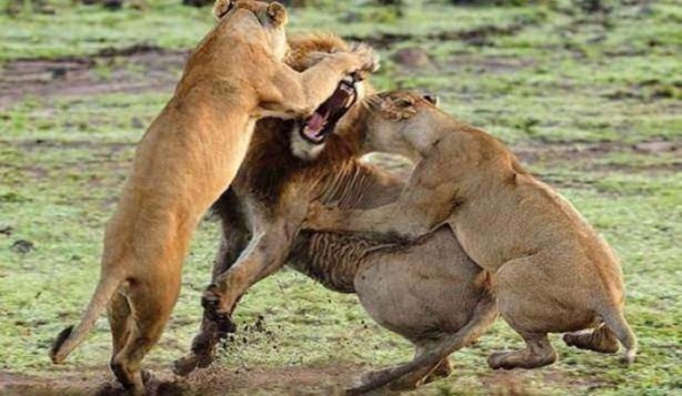 Foto - Ormanlar kralını ilk defa böyle göreceksiniz!