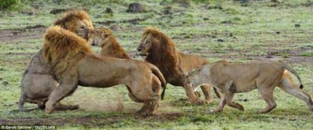 Foto - Ormanlar kralını ilk defa böyle göreceksiniz!