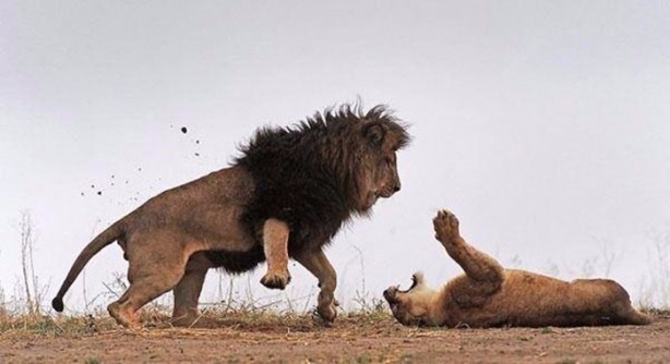 Foto - Ormanlar kralını ilk defa böyle göreceksiniz!