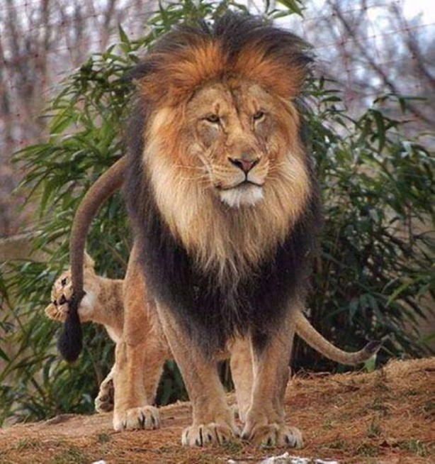 Foto - Ormanlar kralını ilk defa böyle göreceksiniz!