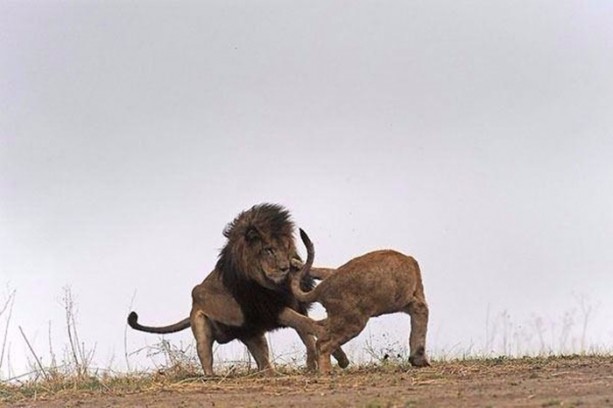 Foto - Ormanlar kralını ilk defa böyle göreceksiniz!