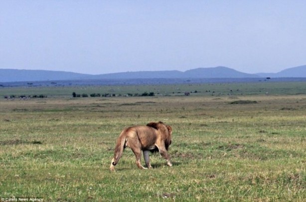 Foto - Ormanlar kralının zor anları!