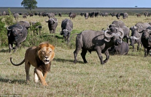 Foto - Ormanlar kralının zor anları!