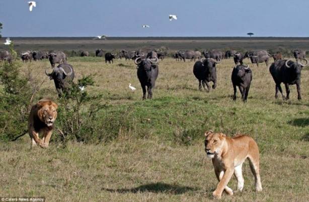 Foto - Ormanlar kralının zor anları!