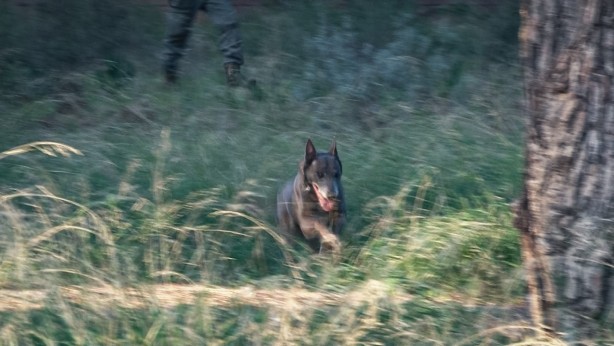 Foto - Ormanlık alanda bulunan çıplak cesedin kafası ve kolları aranıyor!