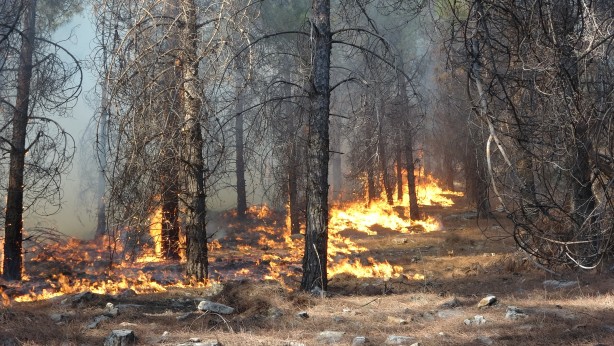 Foto - Ormanlık alanda korkutan yangın! Ekipler sevk edildi