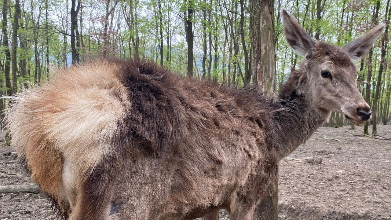 Foto - Ormanya’da popülasyon 57’ye ulaştı! Kızıl geyiklerin boynuzları değişiyor