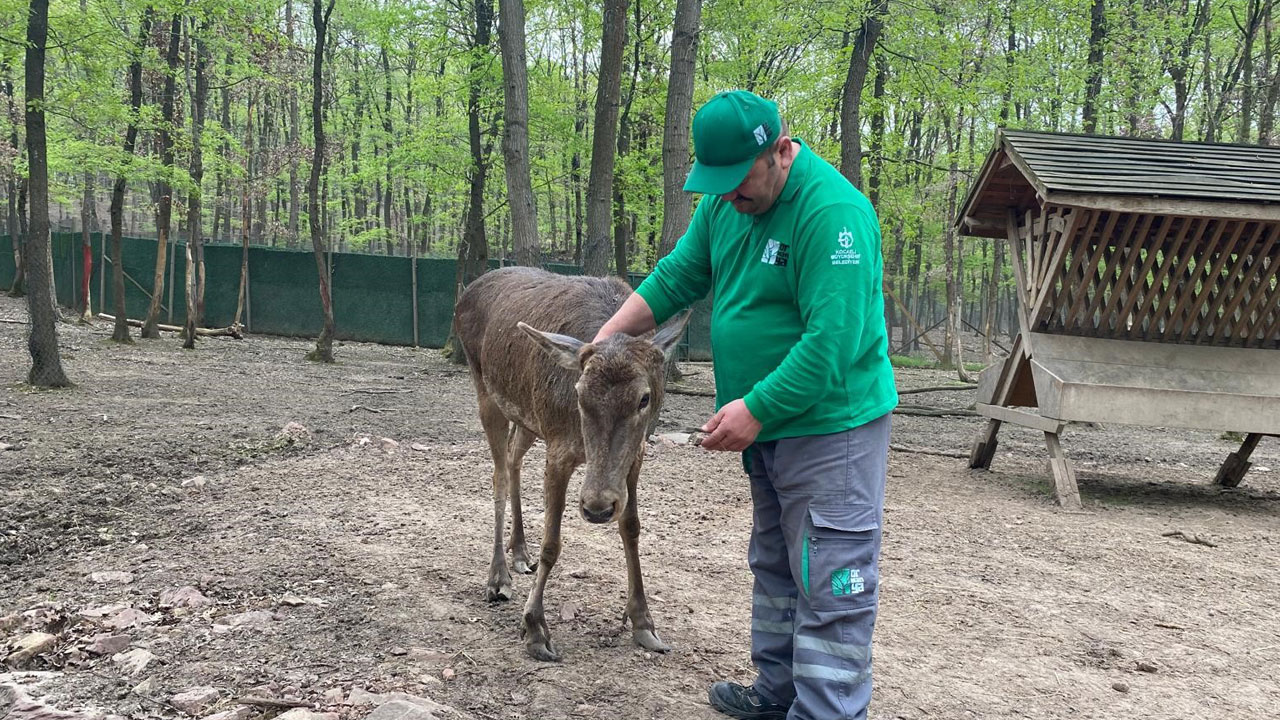 Foto - Ormanya’da popülasyon 57’ye ulaştı! Kızıl geyiklerin boynuzları değişiyor