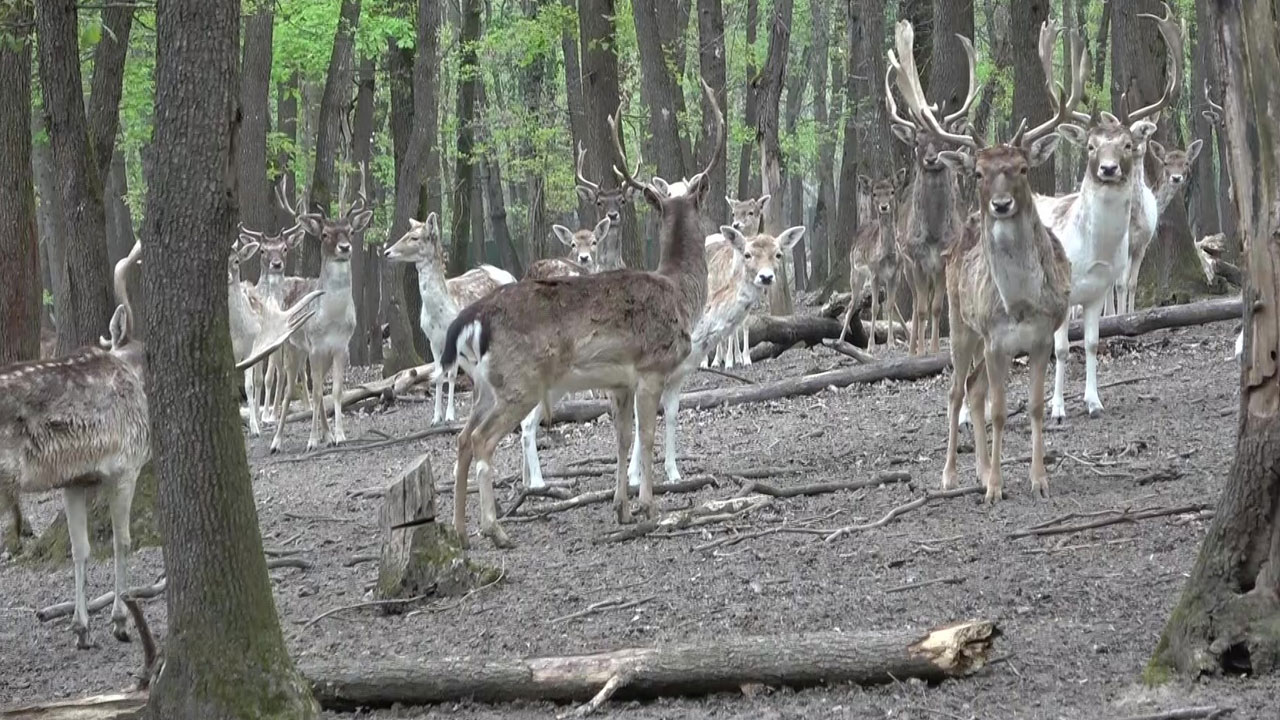 Foto - Ormanya’da popülasyon 57’ye ulaştı! Kızıl geyiklerin boynuzları değişiyor