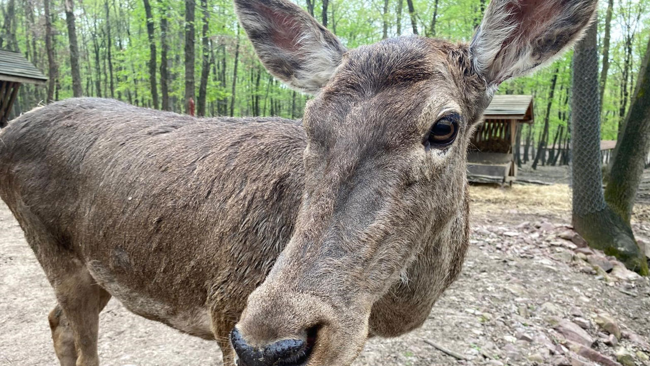 Foto - Ormanya’da popülasyon 57’ye ulaştı! Kızıl geyiklerin boynuzları değişiyor