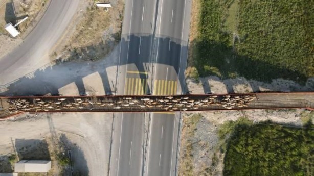 Foto - Örnek olmalı... Erzincan'a kurulan Türkiye'nin ilk ekolojik üst geçidi 
