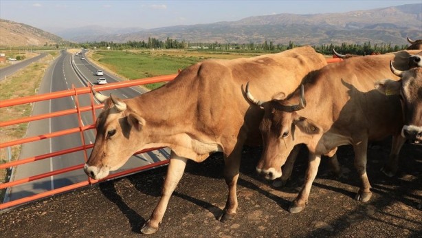 Foto - Örnek olmalı... Erzincan'a kurulan Türkiye'nin ilk ekolojik üst geçidi 