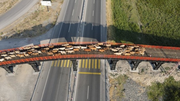 Foto - Örnek olmalı... Erzincan'a kurulan Türkiye'nin ilk ekolojik üst geçidi 