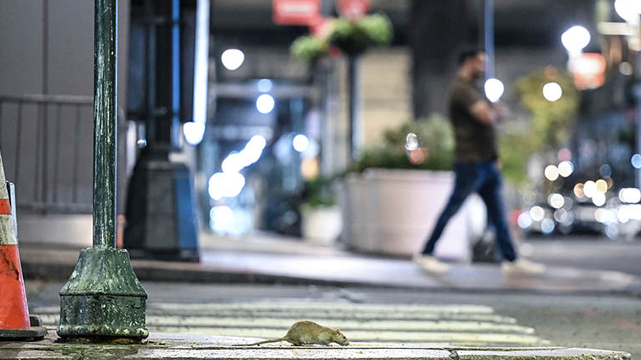 Foto - Orta çağa geri dönüş! Avrupa’yı ve ABD’yi fareler bastı