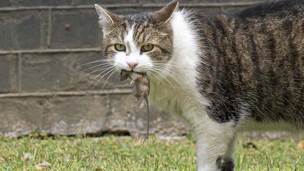 Foto - Orta çağa geri dönüş! Avrupa’yı ve ABD’yi fareler bastı