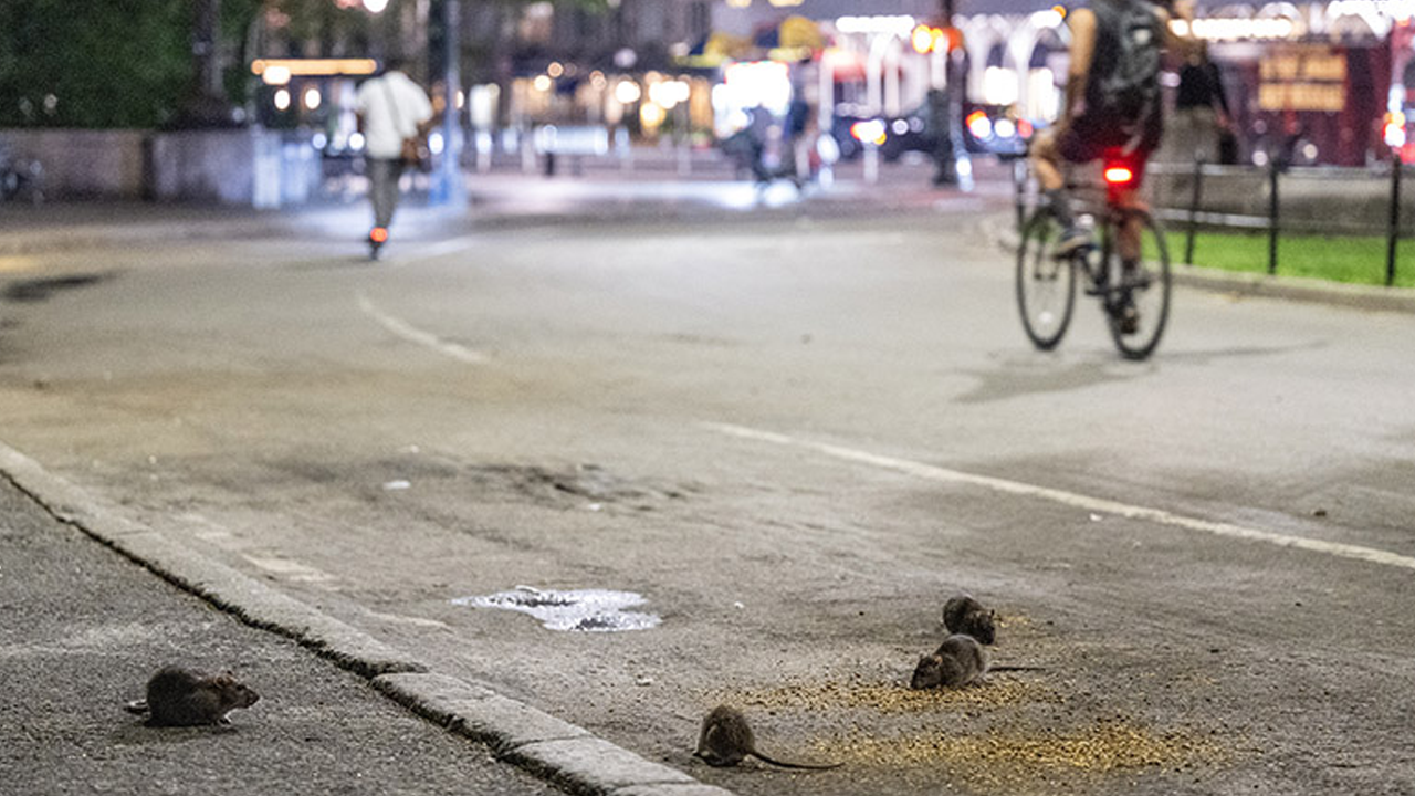 Foto - Orta çağa geri dönüş! Avrupa’yı ve ABD’yi fareler bastı