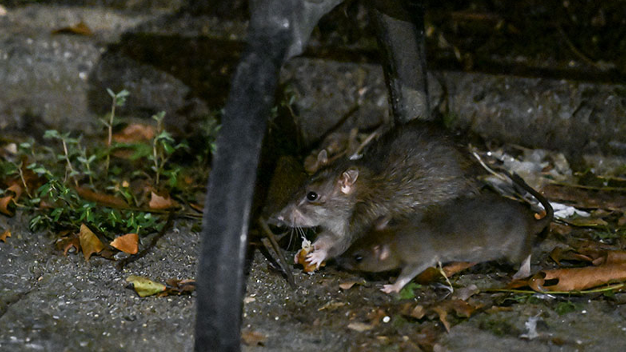 Foto - Orta çağa geri dönüş! Avrupa’yı ve ABD’yi fareler bastı